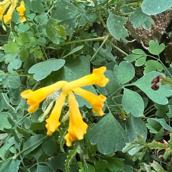 Pseudo-fumaria lutea Flower