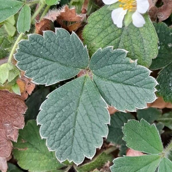 Potentilla sterilis Feuille