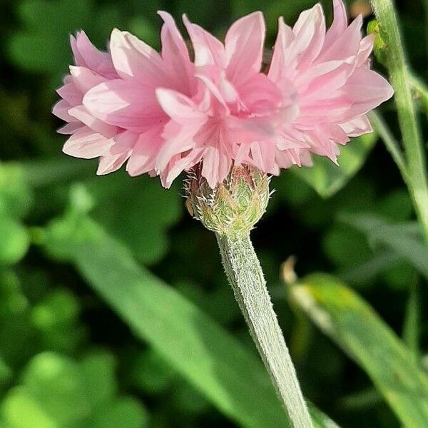 Cyanus segetum Blomst