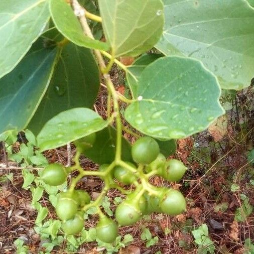 Premna serratifolia 葉