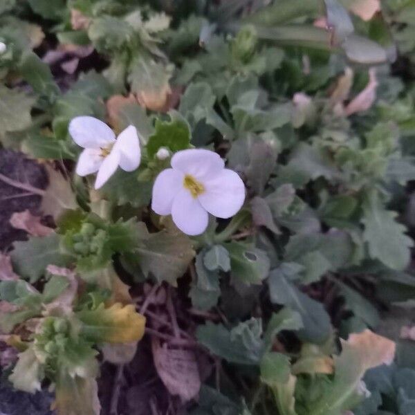 Arabis caucasica Flower