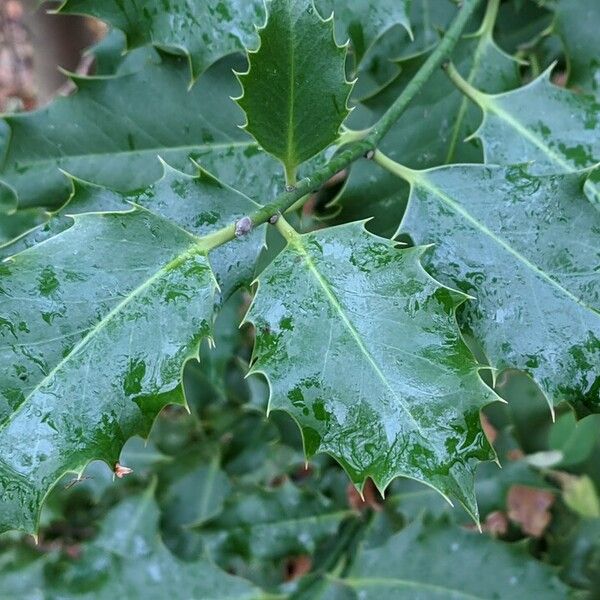 Ilex aquifolium 葉