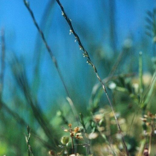 Festuca maritima Hábito