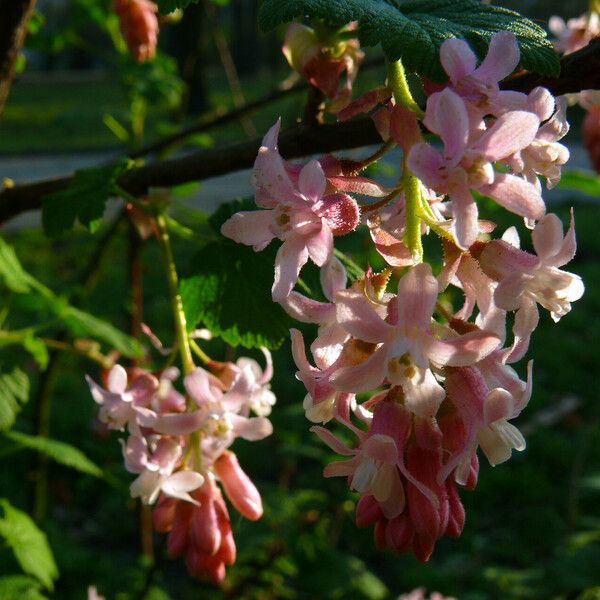 Ribes sanguineum Λουλούδι