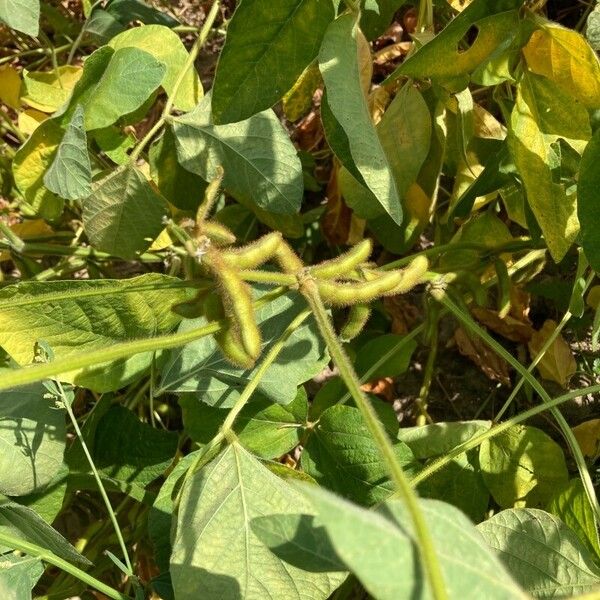 Glycine max Fruit