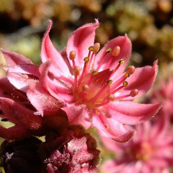 Sempervivum arachnoideum Прочее