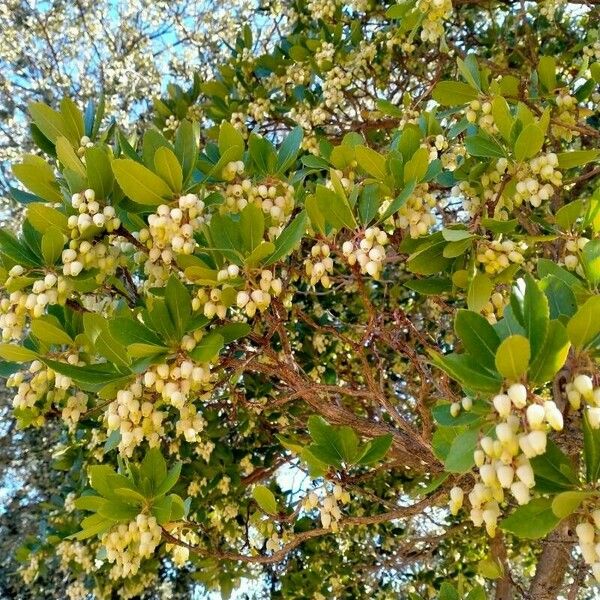 Arbutus unedo ഇല