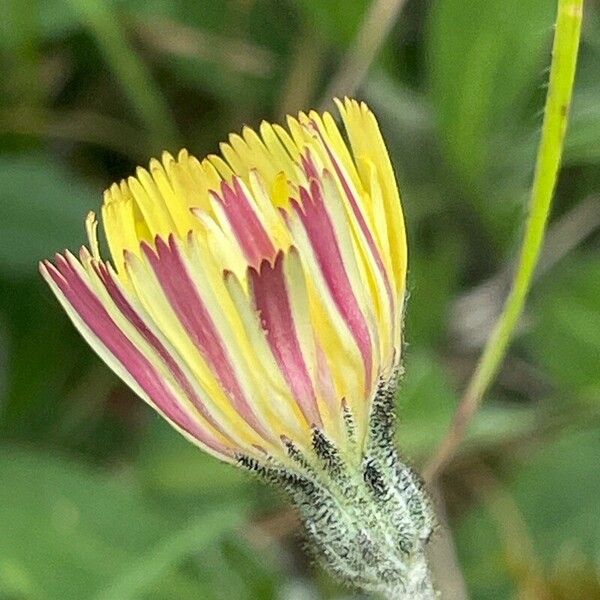 Pilosella officinarum 花