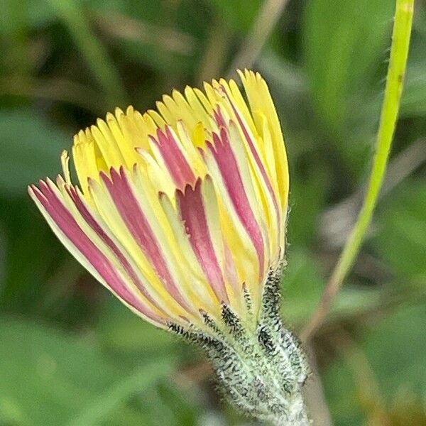 Pilosella officinarum Floare