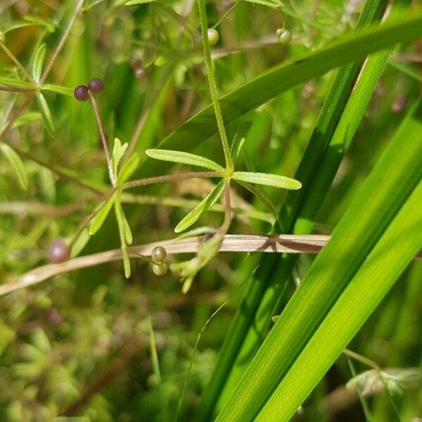 Galium trifidum Leaf