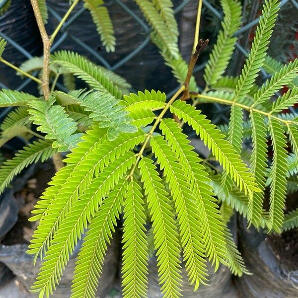 Cojoba arborea Leaf