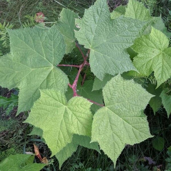 Rubus odoratus Levél