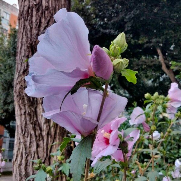 Hibiscus syriacus Õis