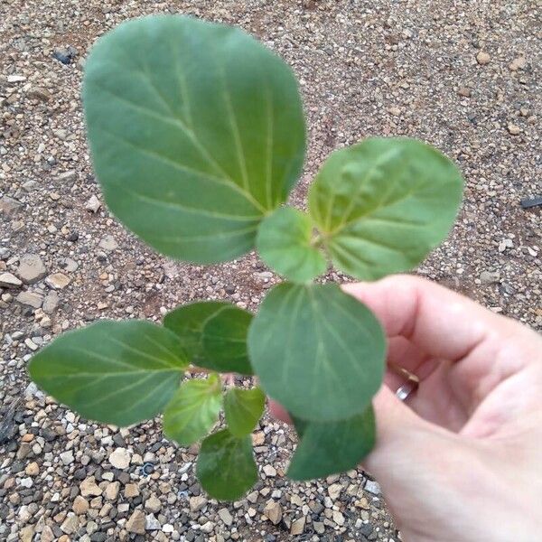 Boerhavia diffusa Feuille