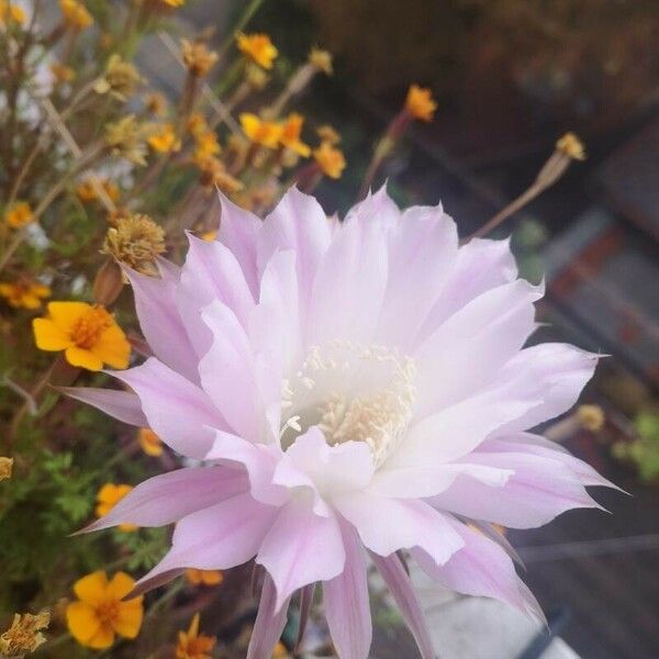 Echinopsis oxygona Blüte