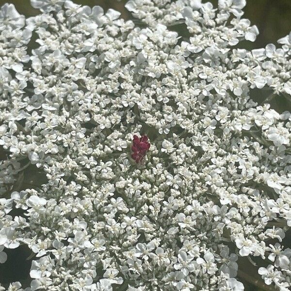 Daucus carota Кветка