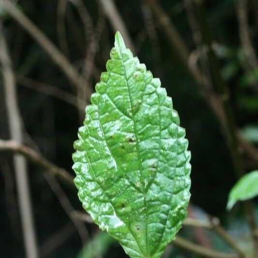 Boehmeria japonica Leaf