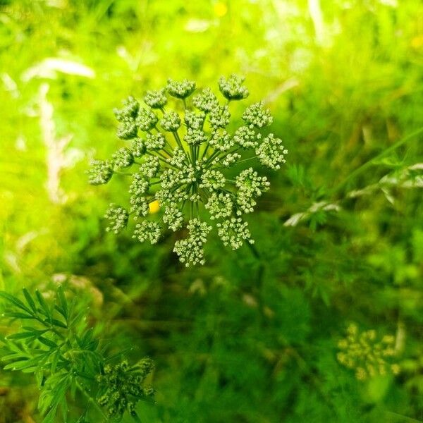 Selinum carvifolium Blomma