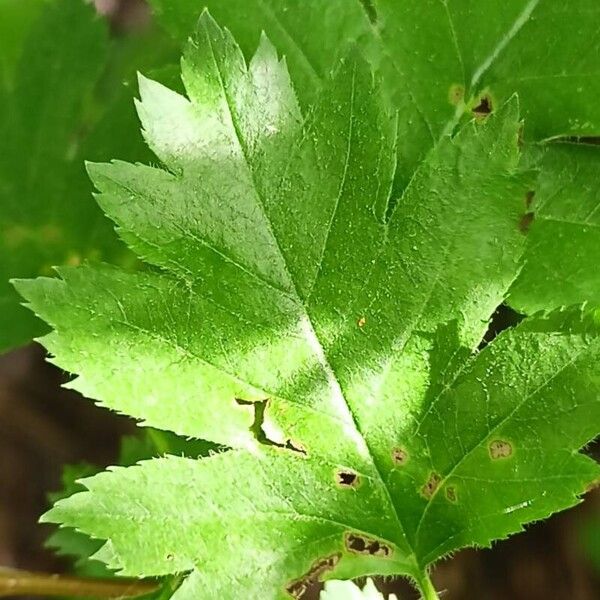 Crataegus rhipidophylla Foglia