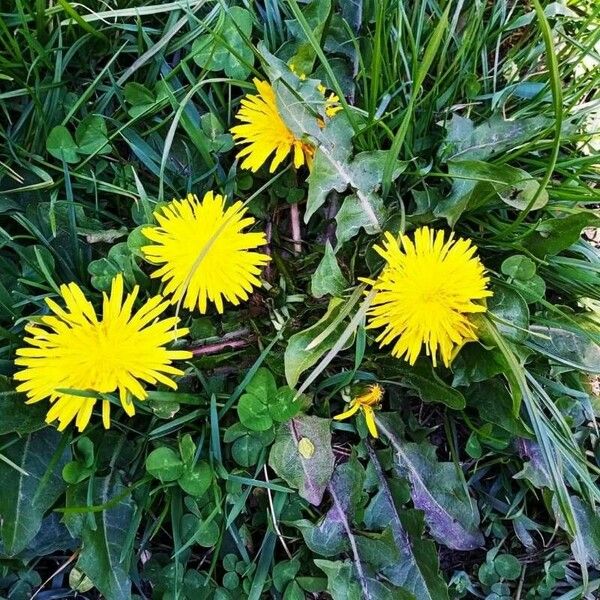 Taraxacum mattmarkense 花