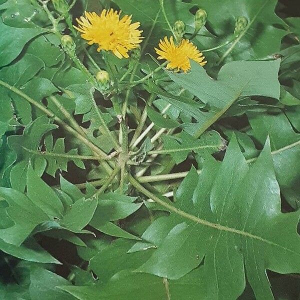 Sonchus pinnatifidus عادت