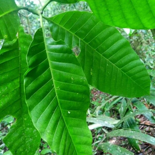 Macoubea guianensis Лист