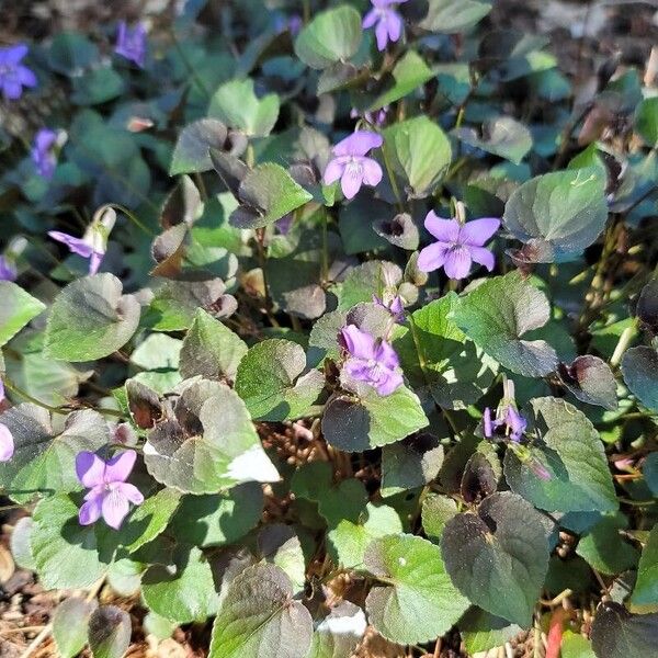 Viola labradorica Bloem