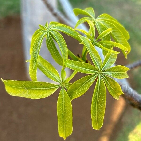 Adansonia perrieri Leaf