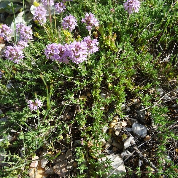 Thymus longicaulis Habitus