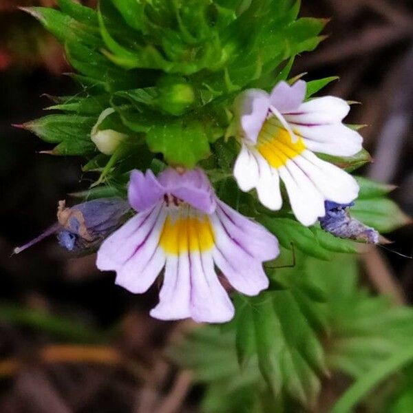 Euphrasia pectinata Flower