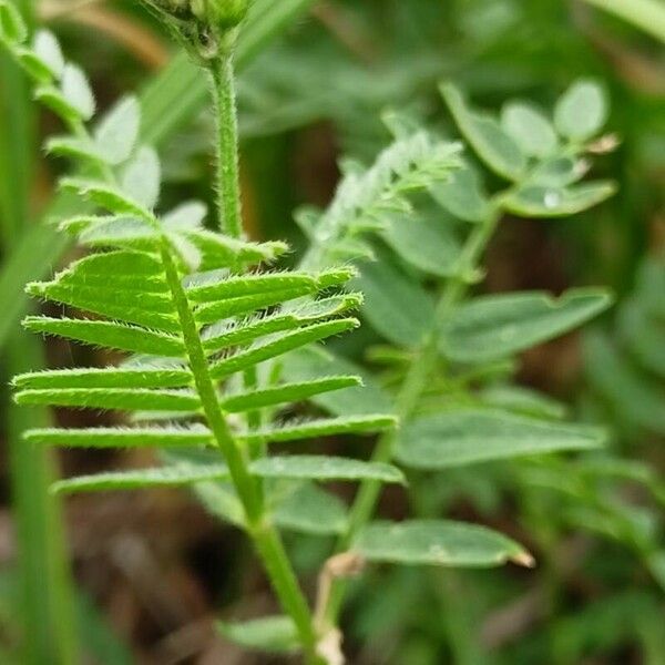 Astragalus danicus Liść