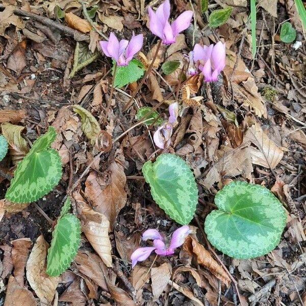 Cyclamen purpurascens Lapas