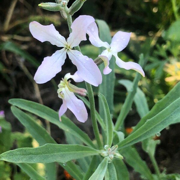 Matthiola longipetala Blodyn