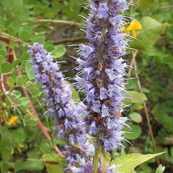 Agastache foeniculum 花