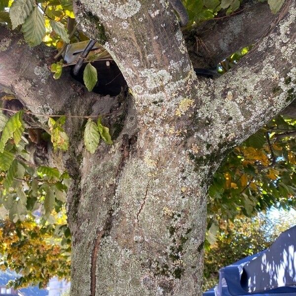 Carpinus betulus Bark