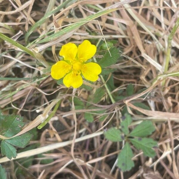 Potentilla reptans 花