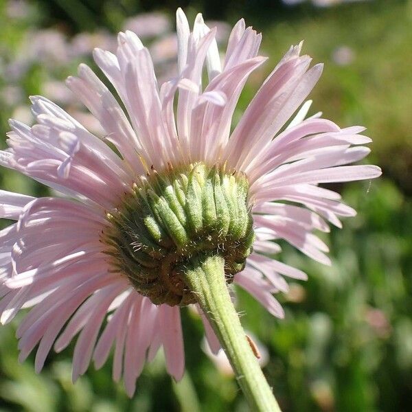 Erigeron glabellus Цвят