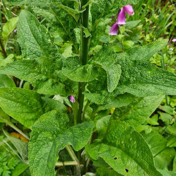 Digitalis purpurea Blad