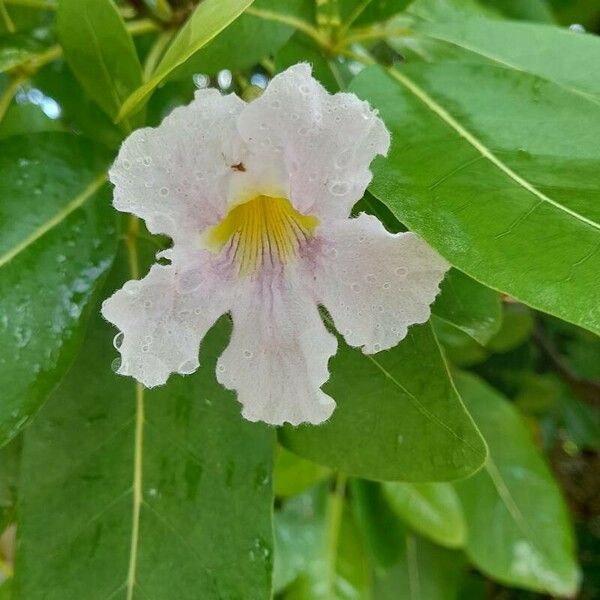 Tabebuia pallida Λουλούδι