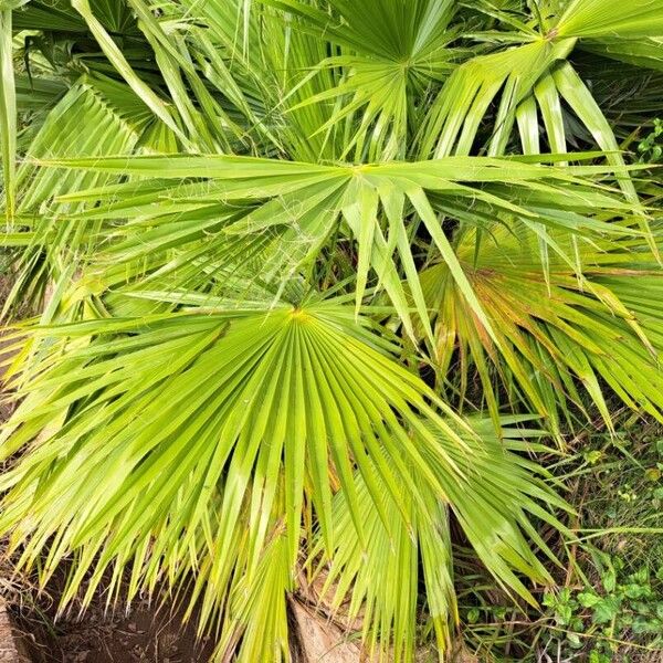 Washingtonia robusta Blatt