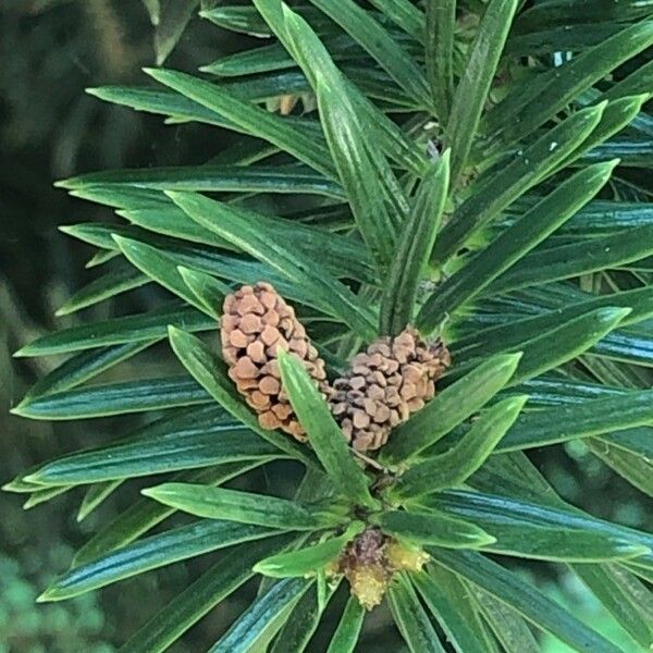 Abies cephalonica Плод