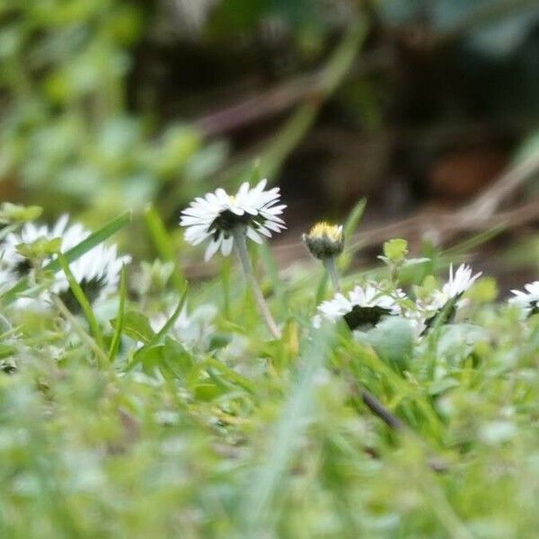 Bellis annua অন্যান্য