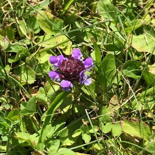 Prunella vulgaris Květ