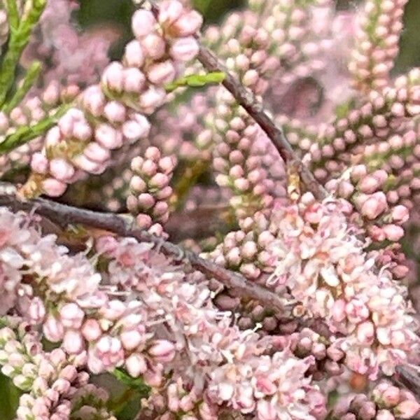 Tamarix parviflora Virág