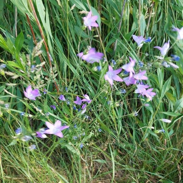 Campanula patula Kwiat