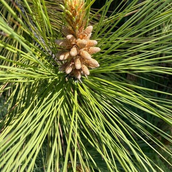 Pinus coulteri Flower