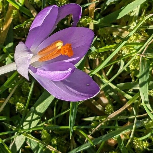 Crocus tommasinianus Blüte