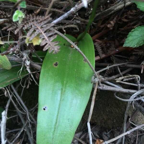 Cynorkis purpurascens Leaf