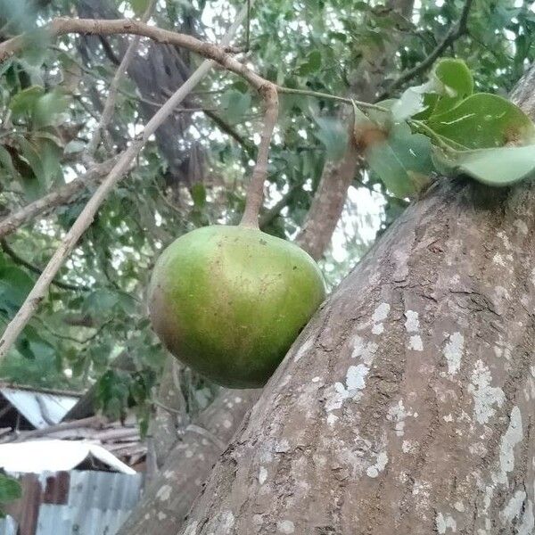 Xylocarpus granatum Frucht