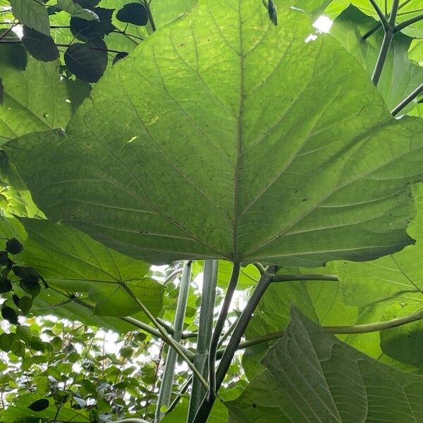 Paulownia tomentosa Deilen